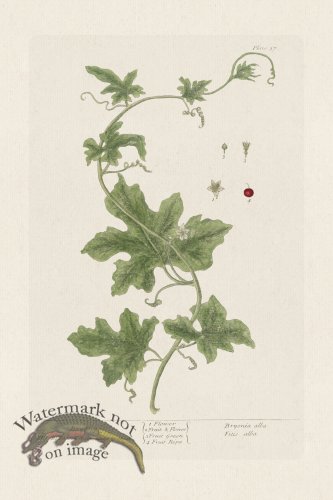 (image for) BEE 037 Bryony