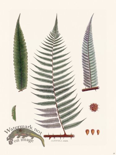 (image for) Ferns of Brazil 25