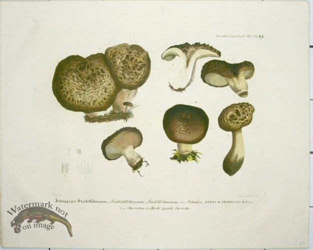 (image for) Mushroom Atlas 40