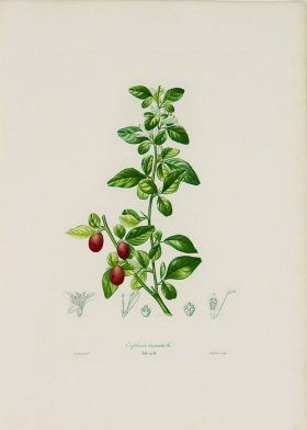 Poiteau Citrus 26