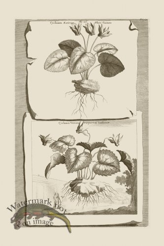 (image for) Abraham Munting 146