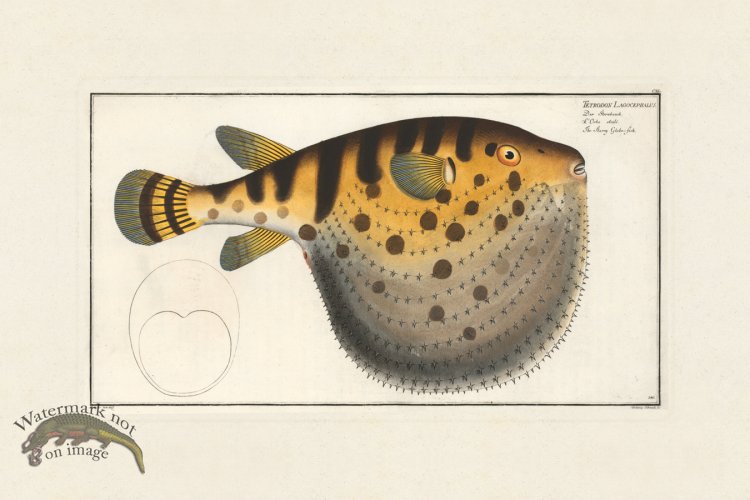 (image for) BLOCH FISH 140