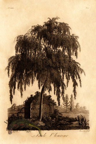 (image for) Defiennes Trees 15 S