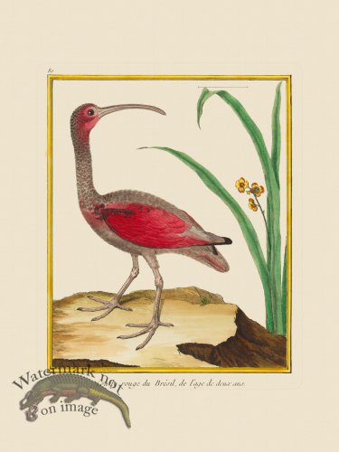 (image for) Martinet Bird 080