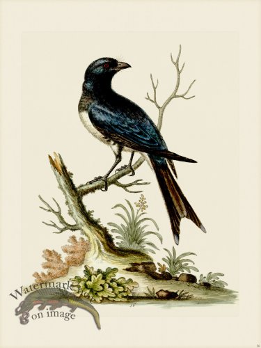 (image for) Edwards 056 Indian Butcher-bird