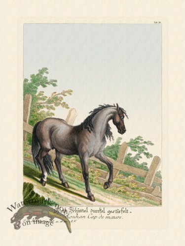 (image for) Ridingers Horses 28