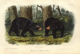 Black Bear