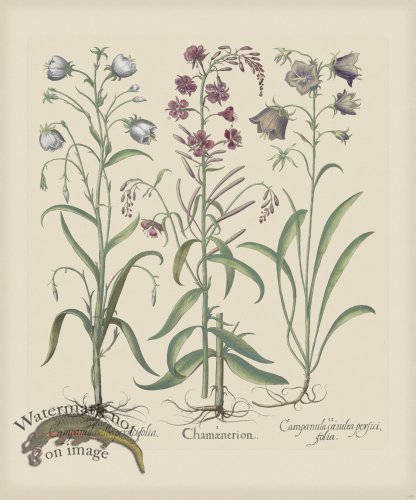 (image for) Besler 157 Colored B2