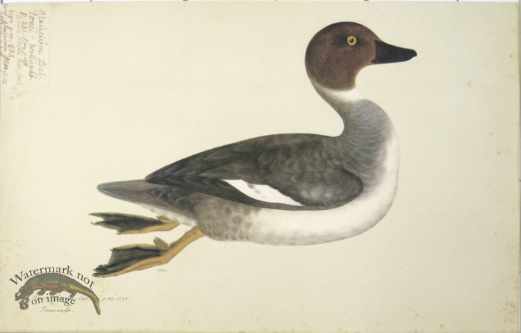 (image for) 232 Swedish Birds . Anas Glaucion.Common Goldeneye, Male