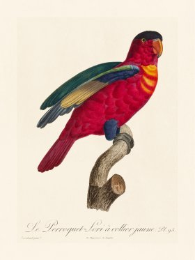 Barraband Parrot 095
