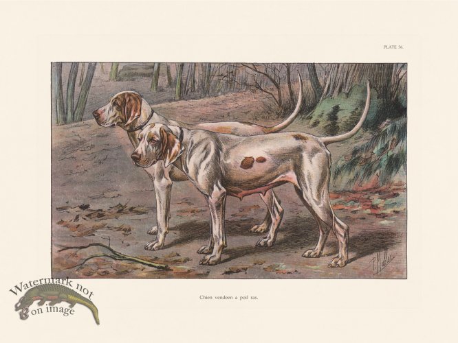 (image for) Les Chiens 036