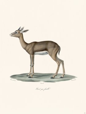 Cuvier 058 Female Grey Rhebok