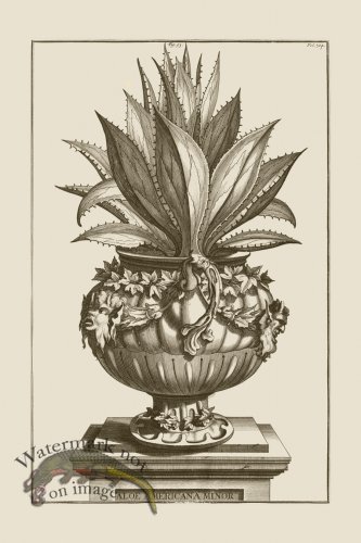 (image for) Abraham Munting 093