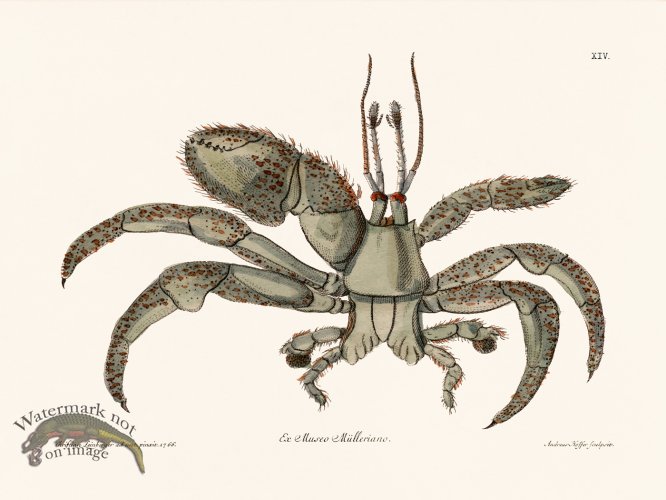 (image for) Knorr Sealife 14