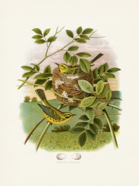 Thomas Gentry Bird 33