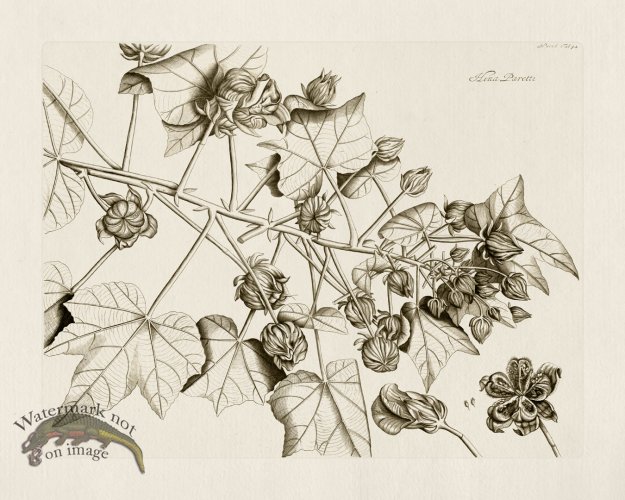 (image for) HORTUS VOl 06 42