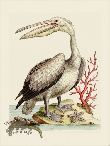 (image for) Edwards 092 Pelican