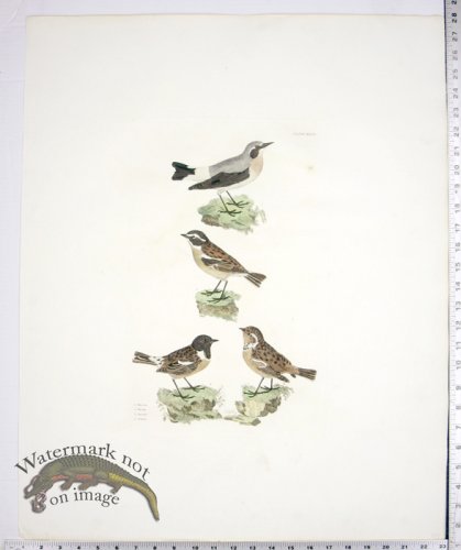 (image for) Wheat Ear; Whin Chat; Stone Chat-M/F