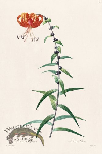 (image for) Les Liliacees Redoute 395