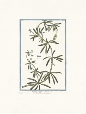 Bonelli 078 Goose grass