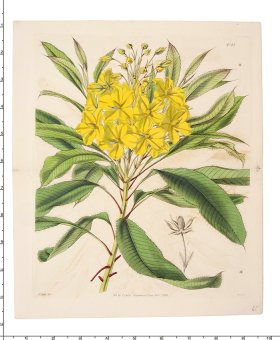 Curtis Botanical 073