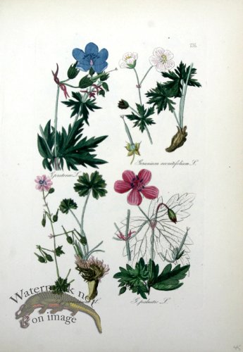 (image for) Deutschlands Flora 13