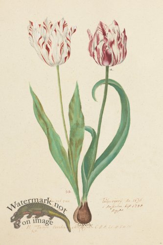 (image for) Blomboken 020