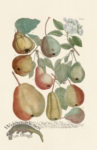 (image for) Weinmann PL 842