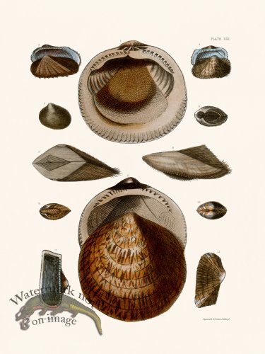 (image for) Cpt Brown Shell 21