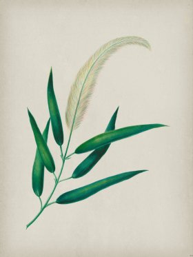 Andean Botanicals 020