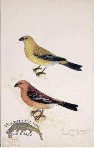 (image for) 102 Swedish Birds . Loxia Enucleator, Pine Grosbeak, M.F