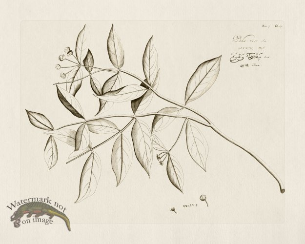 (image for) HORTUS VOl 07 27