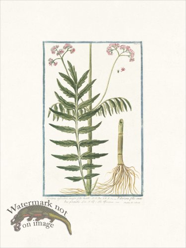 (image for) Bonelli 115 Valeriana sylvestris