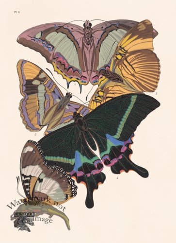 (image for) Seguy Butterfly 08