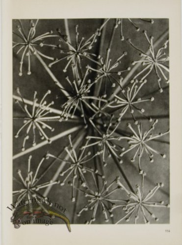 (image for) Blossfeldt T 114