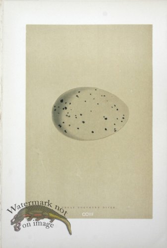 (image for) Morris_Eggs_02