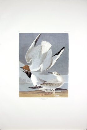Bonapartian Gull
