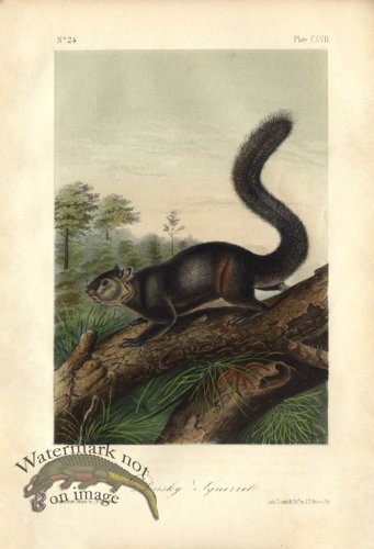 Dusky Squirrel
