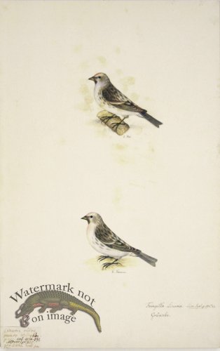 (image for) 75 Swedish Birds . Fringilla Linaria, Finch, M&F