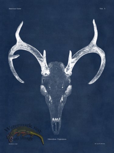 (image for) Blue Bones 05 White Tail