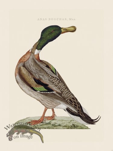 (image for) Nozeman Bird 041