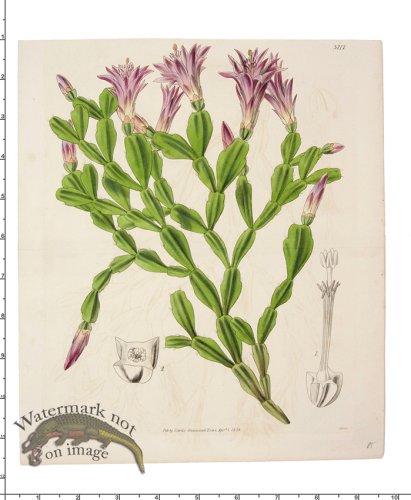 (image for) Curtis Botanical 068