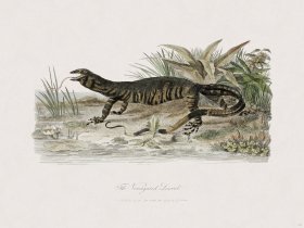 38 New Holland Caffowary