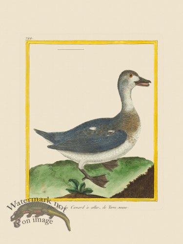 (image for) Martinet Bird 799