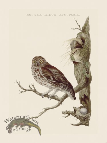 (image for) Nozeman Bird 114