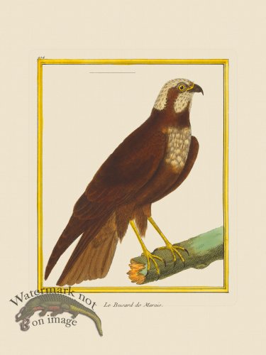 (image for) Martinet Bird 424