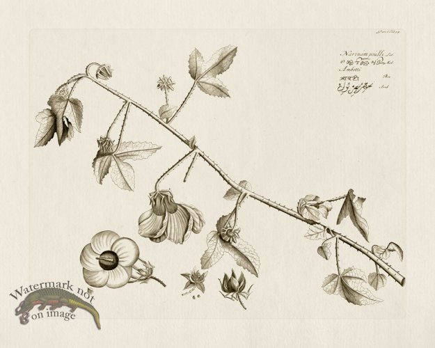 (image for) HORTUS VOl 06 44