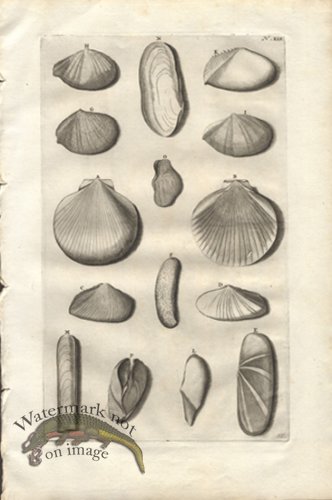 (image for) Rumphius 45