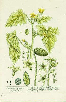 Blackwell German 190