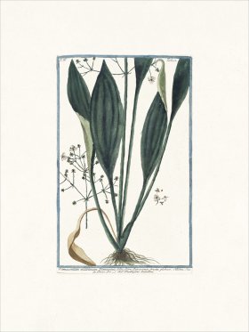 Bonelli 392 Water plantain